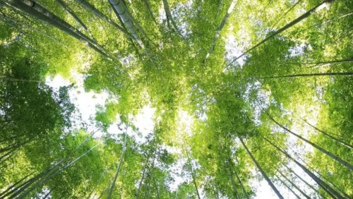 More than 2.5 Billion Trees to be Conserved, Restored, and Grown by 2030