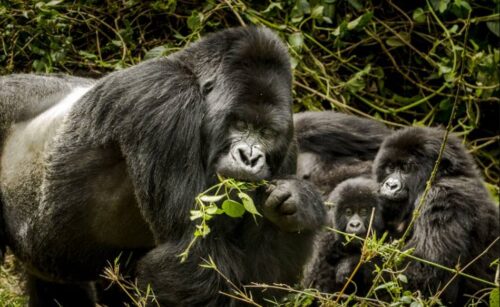 Travulous Announces Partnership with African Wildlife Foundation - VISITRWANDA.org - TRAVELINDEX