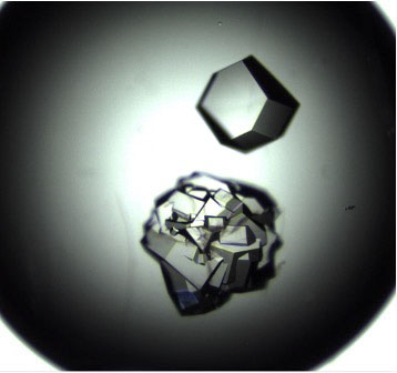 microscopic image of crystals grown in microgravity