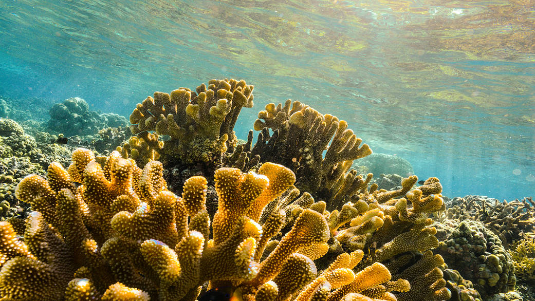 A coral reef in American Samoa, one of the locations where researchers from the Laboratory for Advanced Sensing went on deployment to collect data using fluid-lensing instruments.