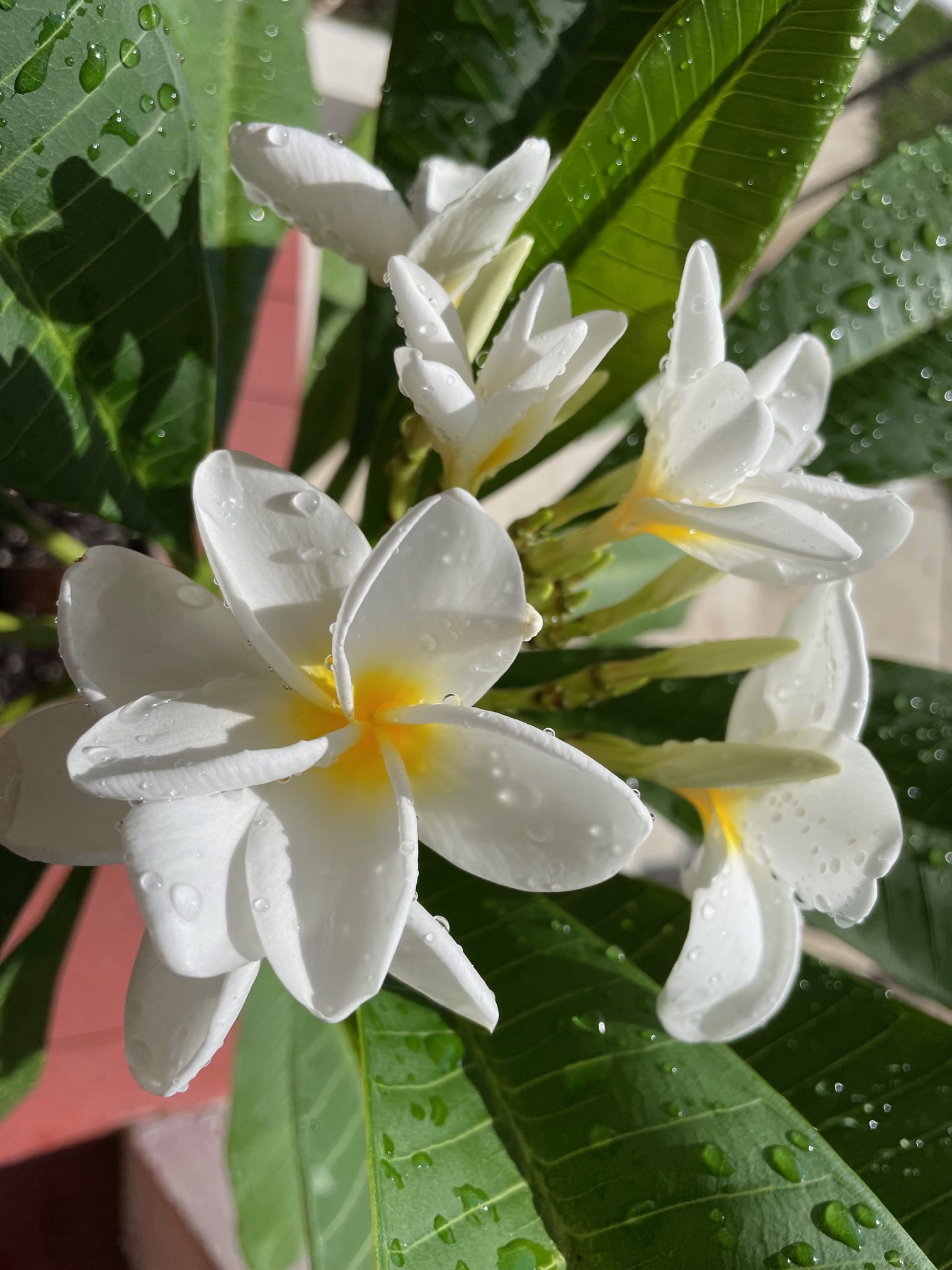 A close-up shot of white plumeria flowers with yellow centers, covered in dewdrops and shining in the sun. Green leaves and a pink background are out of focus behind the flowers.