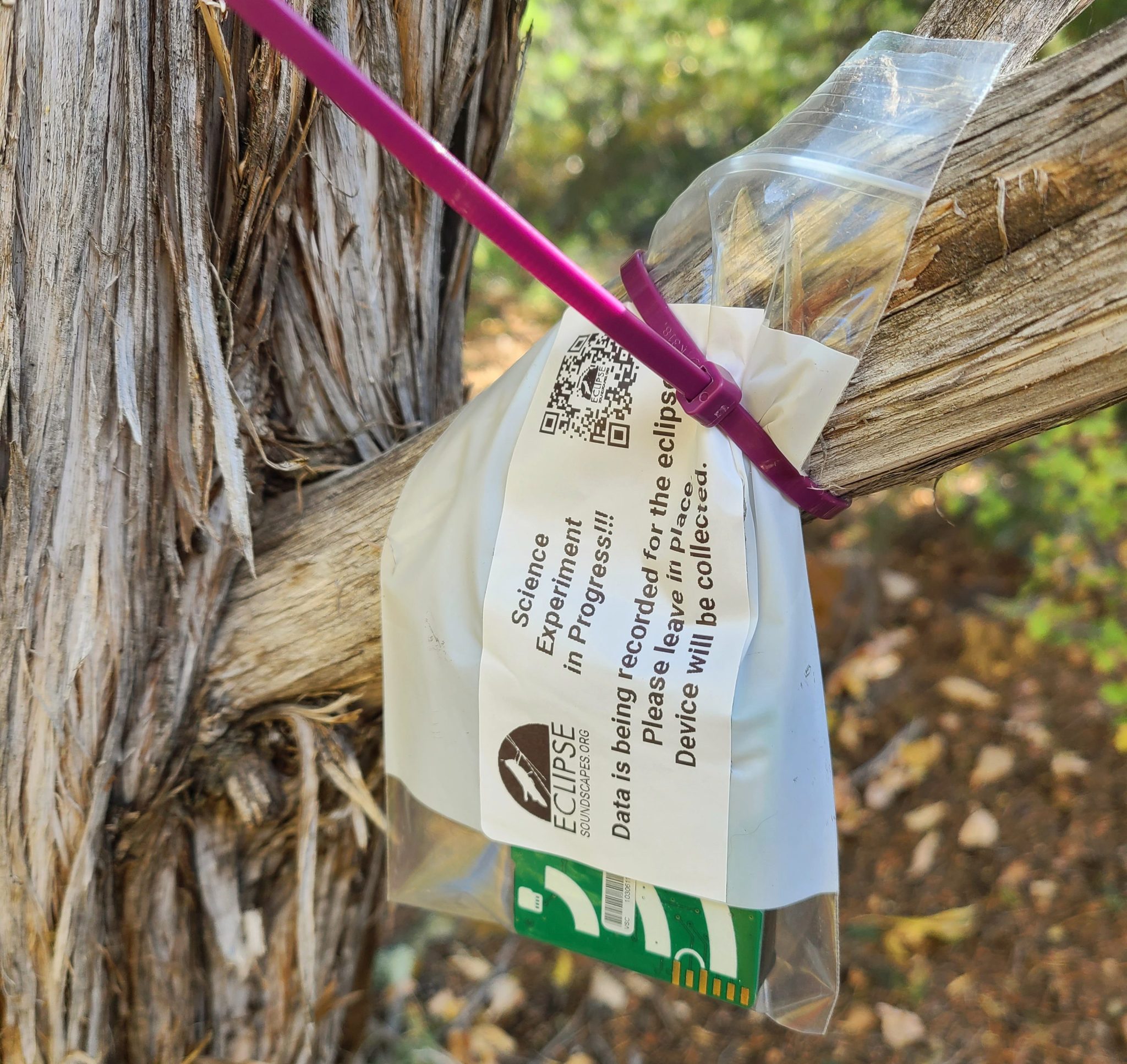 A plastic bag with a green device that looks similar to a floppy disk is attached to a tree branch with a zip tie. There is a label on the bag that says Science Experiment in Progress and instructions not to move the device.