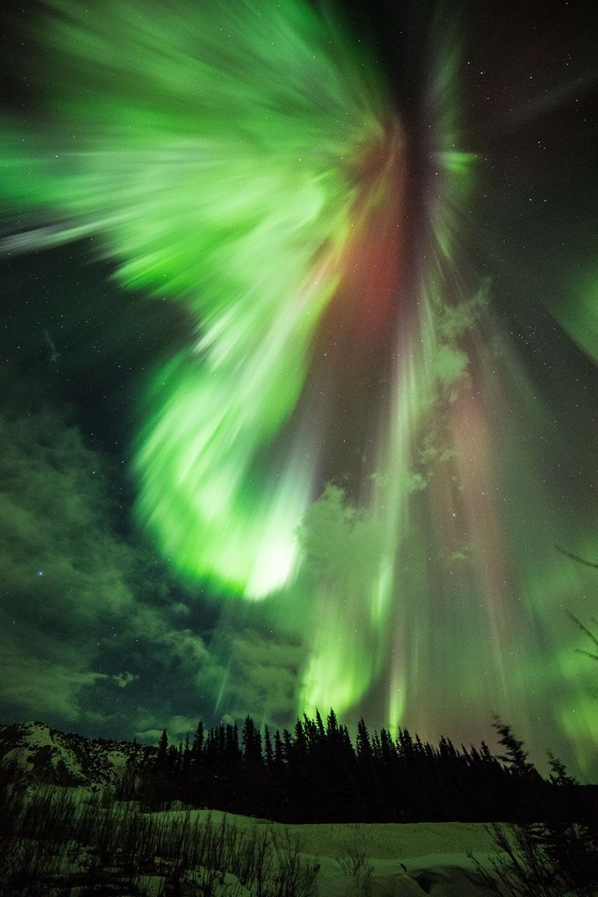 Bright green and red auroral rays above a pine forest in Alaska
