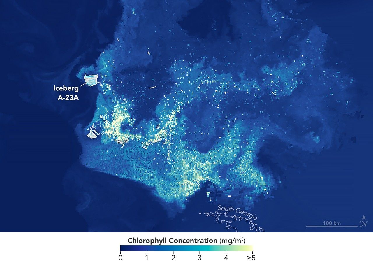 A map of the same area shows chlorophyll-a plumes appearing to emanate from many icebergs scattered throughout the region. Plumes with higher concentrations of chlorophyll-a—a proxy for phytoplankton—appear in lighter shades and dissipate as they drift and swirl in ocean currents.