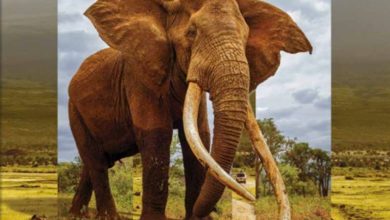 Africa-Collection-Guided-Journeys-Brochure-e1778402796114-B56zJd.jpg