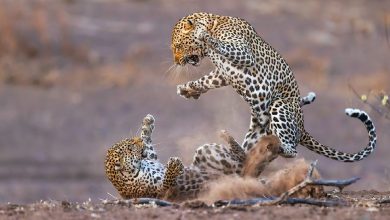 Mashatu-leopards-fighting-1000-e1778211299132-8glc1W.jpg