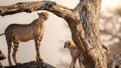 Onguma-Safari-Camps-Launch-Onkolo-Soundscapes-in-Namibia-TRAVELINDEX-wrvXRN.jpg