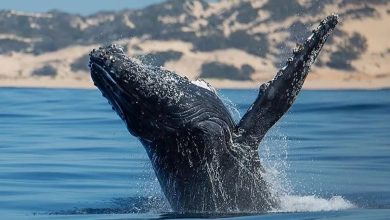 Pambele-Beach-House-whale-watching-Mozambique-UuH1Jx.jpg