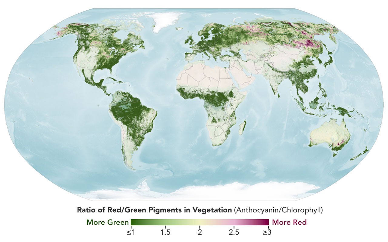 A map depicts vegetated parts of Earth's land surfaces from September 29 to October 4. Vegetation color is depicted on a spectrum ranging from dark green to light yellow to dark red. The largest patches of red vegetation appear in Alaska, northern Canada, Mongolia, and Russia. Smaller patches of red are visible in Australia.